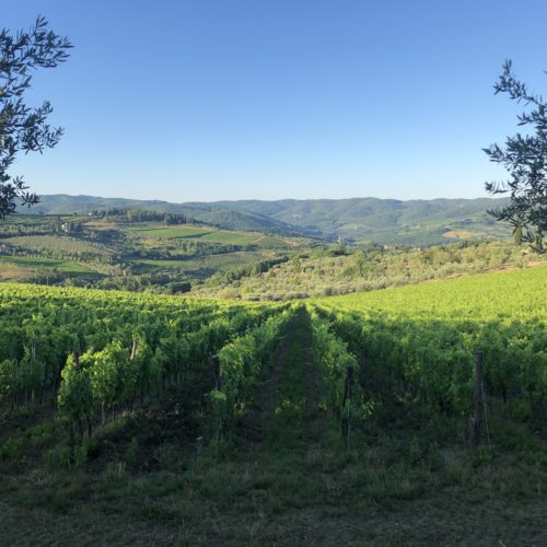 Hike vineyard chianti classico