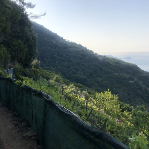 Vineyard path Cinque Terre