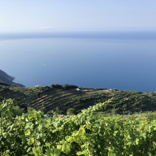Cinque terre vineyards hike trek out of the box Florence