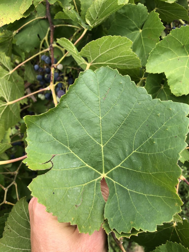 Local tuscan grape leave