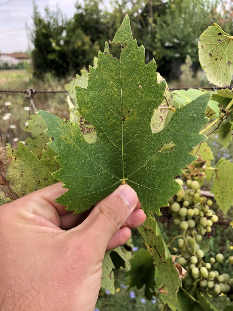 Local tuscan old plant grape leave