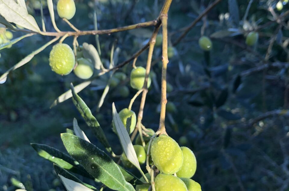tuscan olives with frost