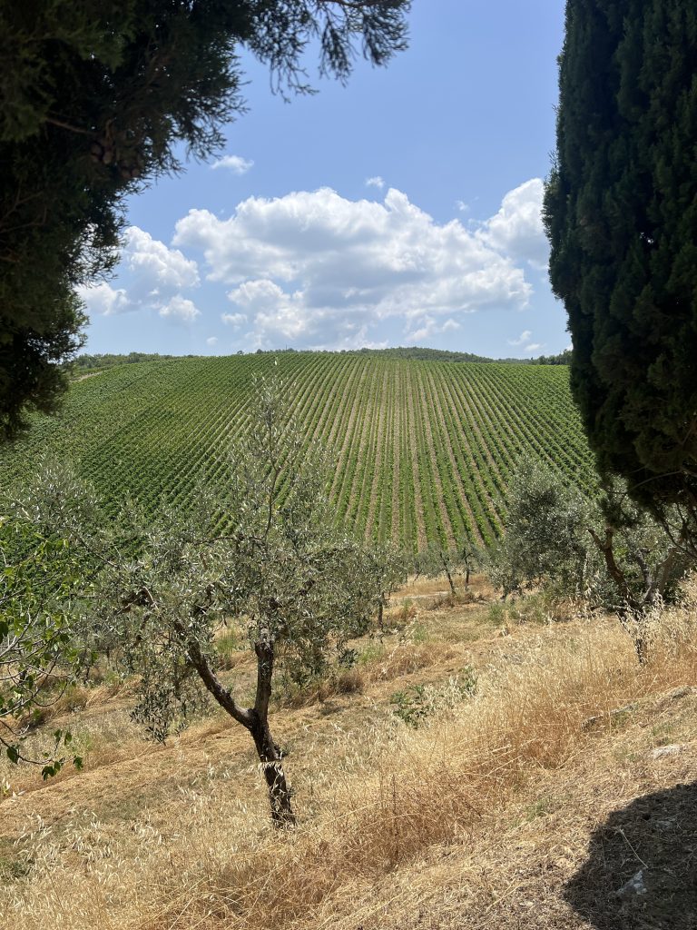 Small-group Chianti wine tour from Florence, tasting at an organic estate in Chianti Classico