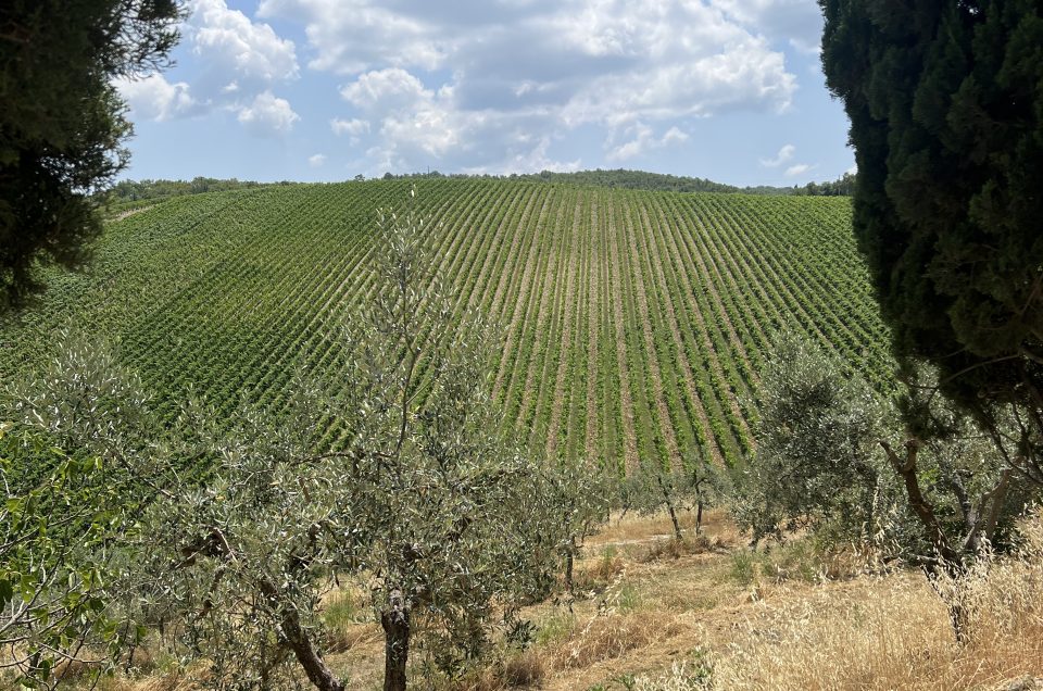Small-group Chianti wine tour from Florence, tasting at an organic estate in Chianti Classico