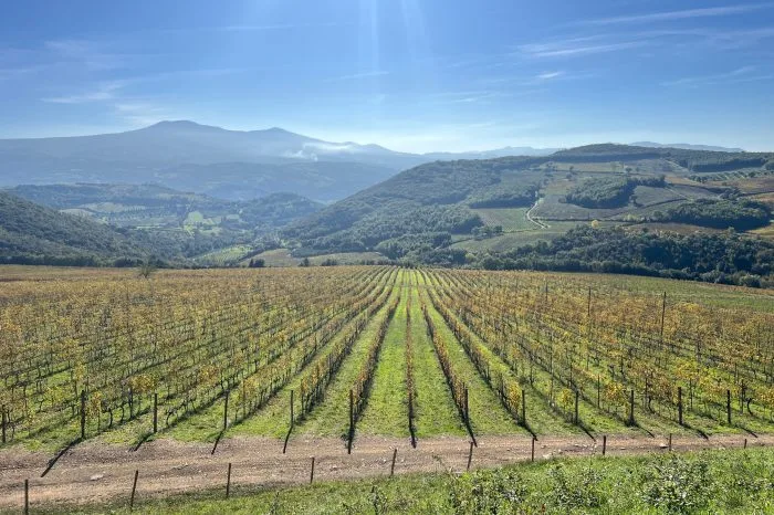 Brunello di Montalcino Wine Tour