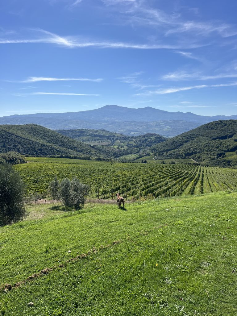 Rows of Sangiovese vines on a Tuscan hillside with a stone farmhouse, ideal for a Chianti vs Montalcino wine tour