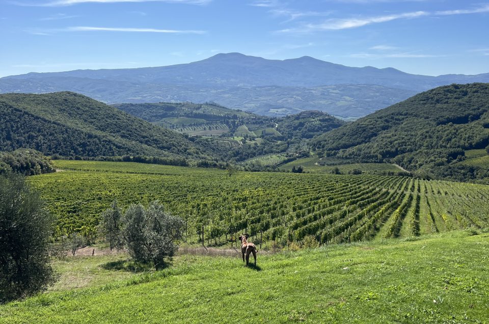 Rows of Sangiovese vines on a Tuscan hillside with a stone farmhouse, ideal for a Chianti vs Montalcino wine tour