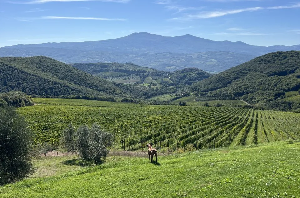 Rows of Sangiovese vines on a Tuscan hillside with a stone farmhouse, ideal for a Chianti vs Montalcino wine tour