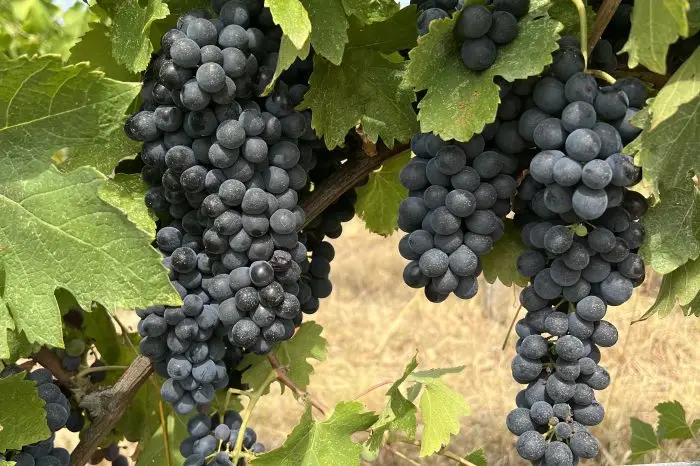 Vineyard workers hand-picking Sangiovese grapes during the grape harvest in Tuscany's Chianti hills near Florence