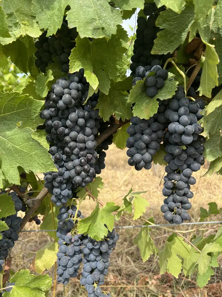 Vineyard workers hand-picking Sangiovese grapes during the grape harvest in Tuscany's Chianti hills near Florence