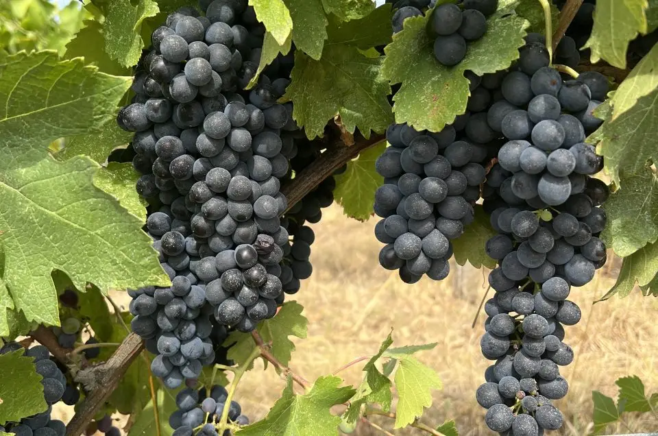 Vineyard workers hand-picking Sangiovese grapes during the grape harvest in Tuscany's Chianti hills near Florence