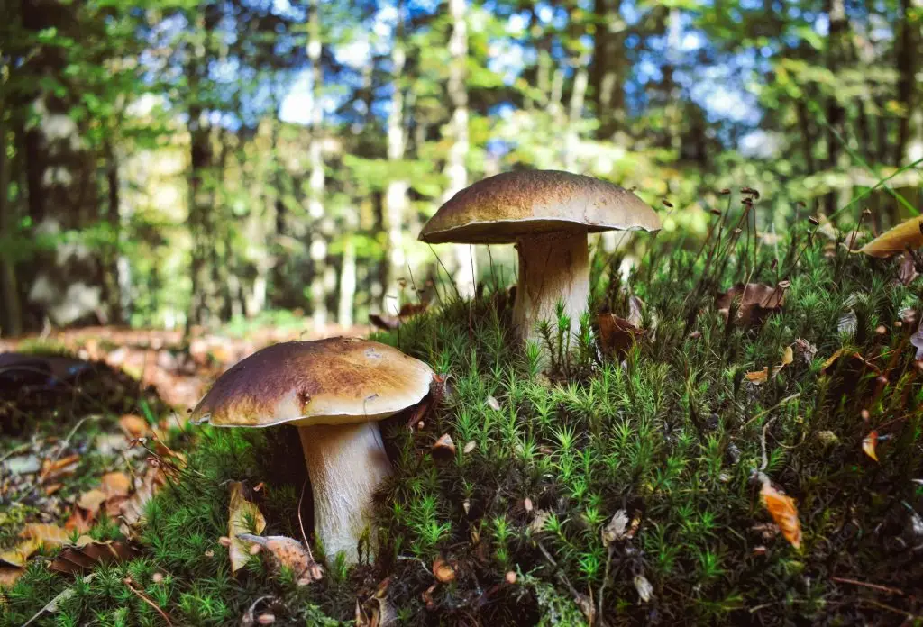 fresh porcini mushrooms on a forest floor in Casentino, Tuscany