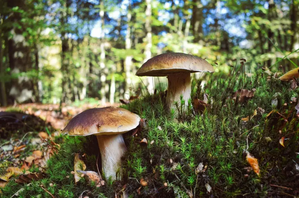 fresh porcini mushrooms on a forest floor in Casentino, Tuscany