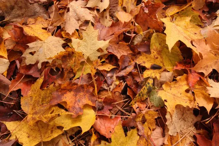 Golden and orange beech forest canopy in the Casentino National Park, Tuscany, in autumn